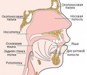 признаки рака ротовой полости